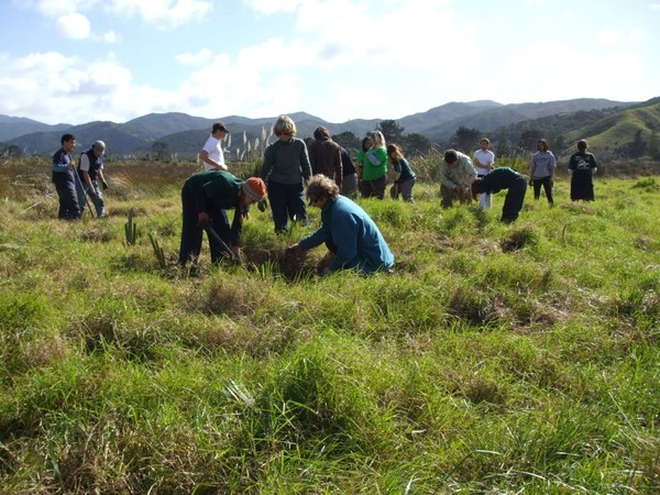 International student volunteers planting at the edge of Waikawau Bay